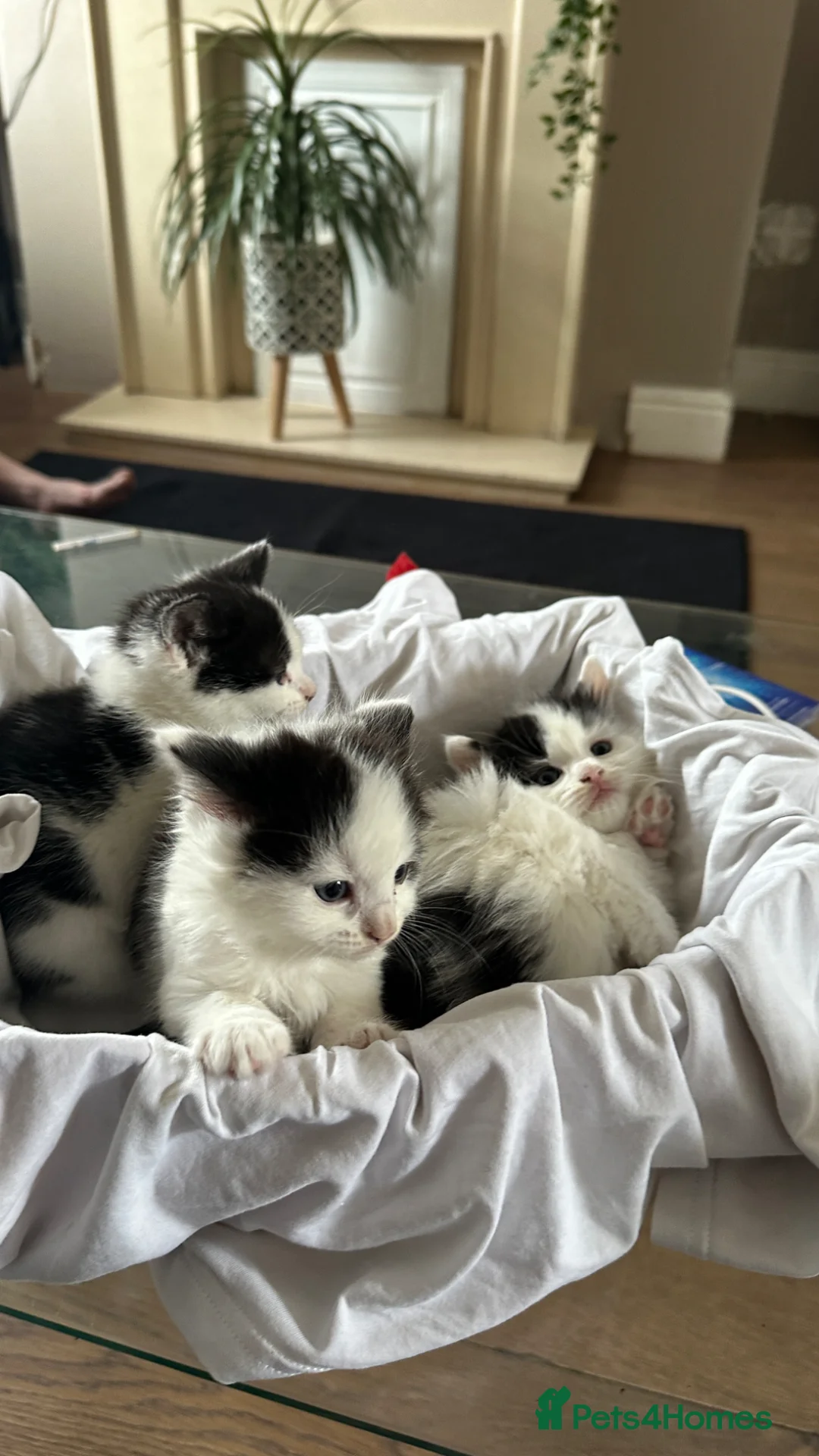 Mixed Breed cats for sale: Beautiful kitten - Advert 16
