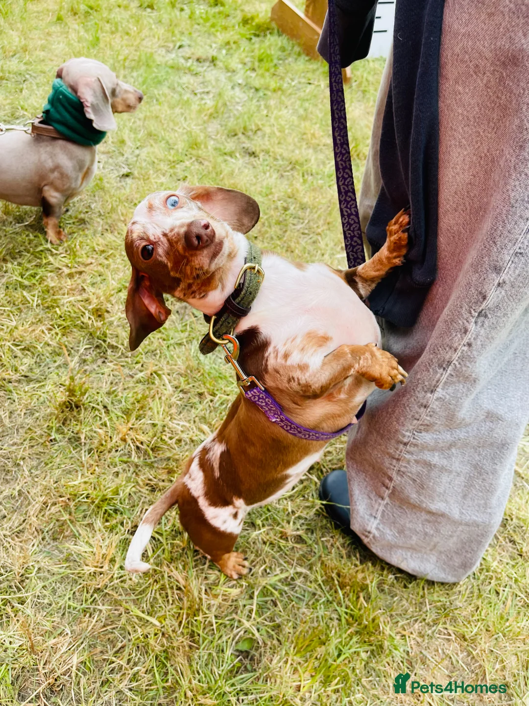 Miniature Dachshund dogs for sale: Gorgeous mini dachshunds  - Advert 7
