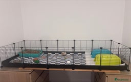 Guinea Pig rodents for sale: 2 male guinea pigs and Kavee cage & accessories  - Image 1