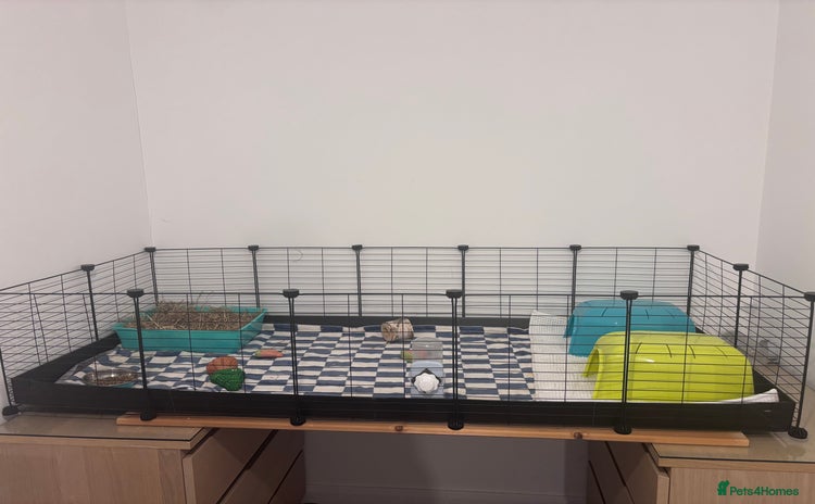Guinea Pig rodents - Advert 2