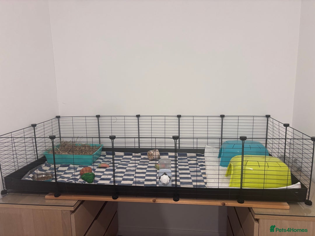 Guinea Pig rodents for sale: 2 male guinea pigs and Kavee cage & accessories  - Image 1