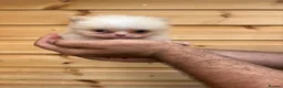 Pomeranian dogs for sale: TINY🏆 Merle & cream Pomeranian 🐾puppy’s   - Advert 6