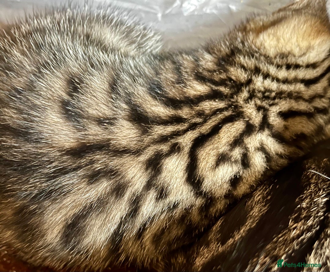 Bengal cats for sale:  Glittery Bengal X KittensWith Famous References!  - Advert 27