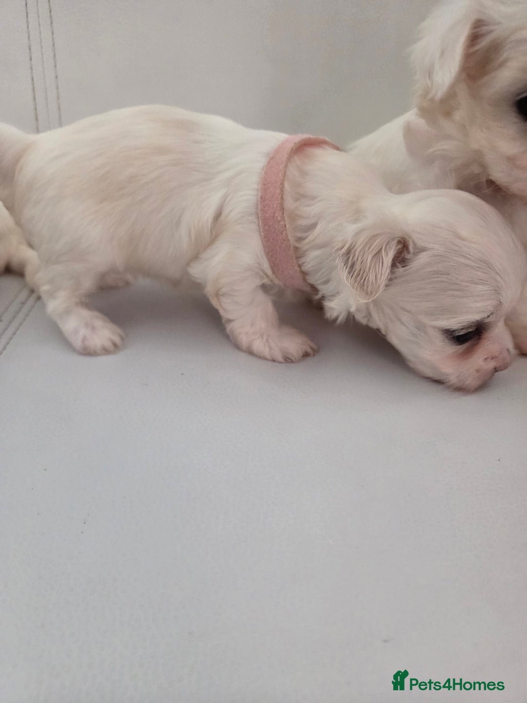 Maltese dogs for sale: Minture Mini Maltese puppies  - Advert 8