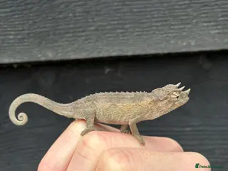 Chameleon reptiles Jackson Chameleons - Advert 16