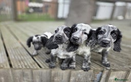 Cocker Spaniel dogs for sale: Cocker spaniel pups looking for there forever home - Image 6