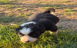 Border Collie dogs for sale: 10 Beautiful Border Collie Puppies - Image 26