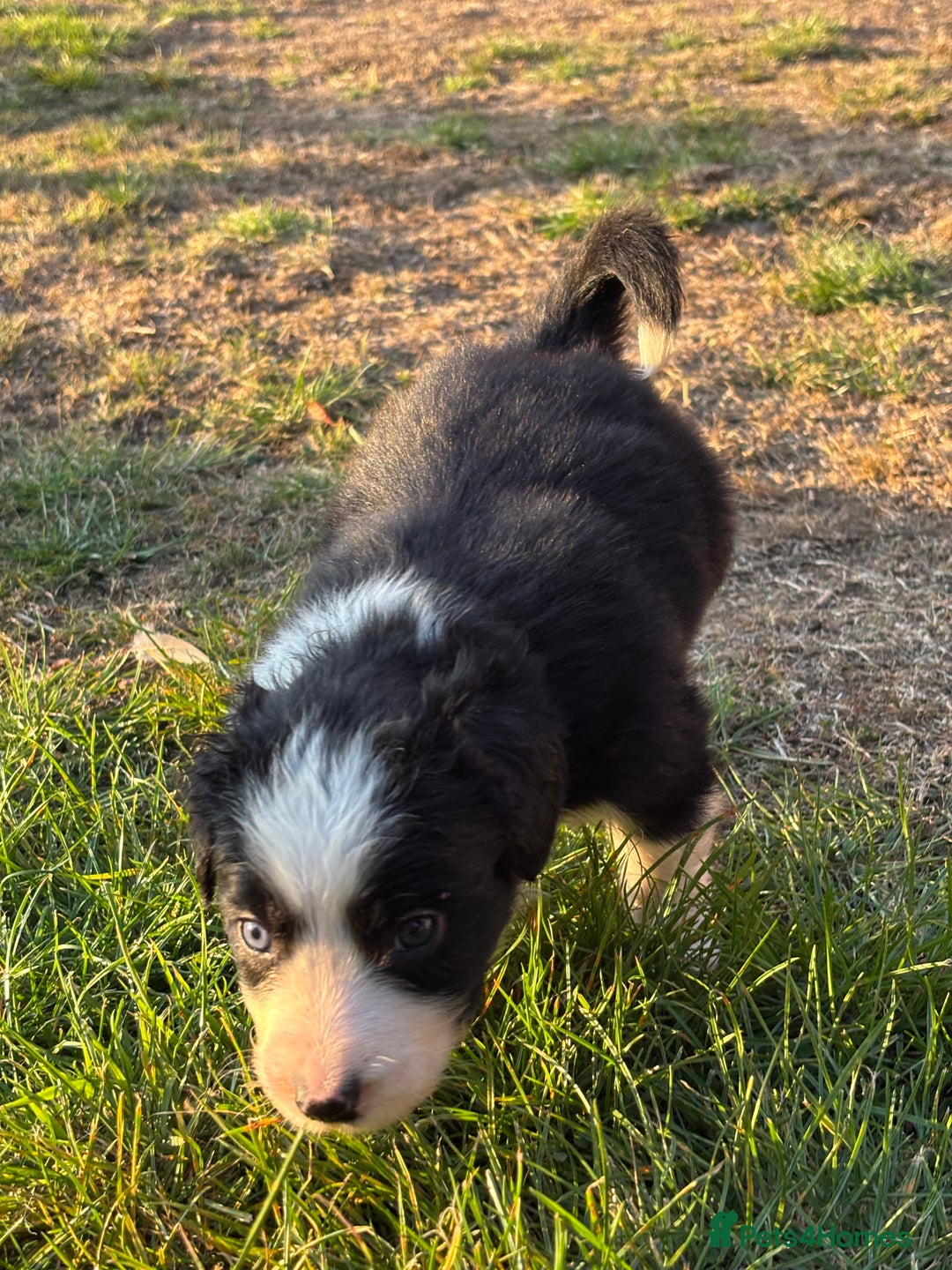 Border Collie dogs for sale: 10 Beautiful Border Collie Puppies - Image 26