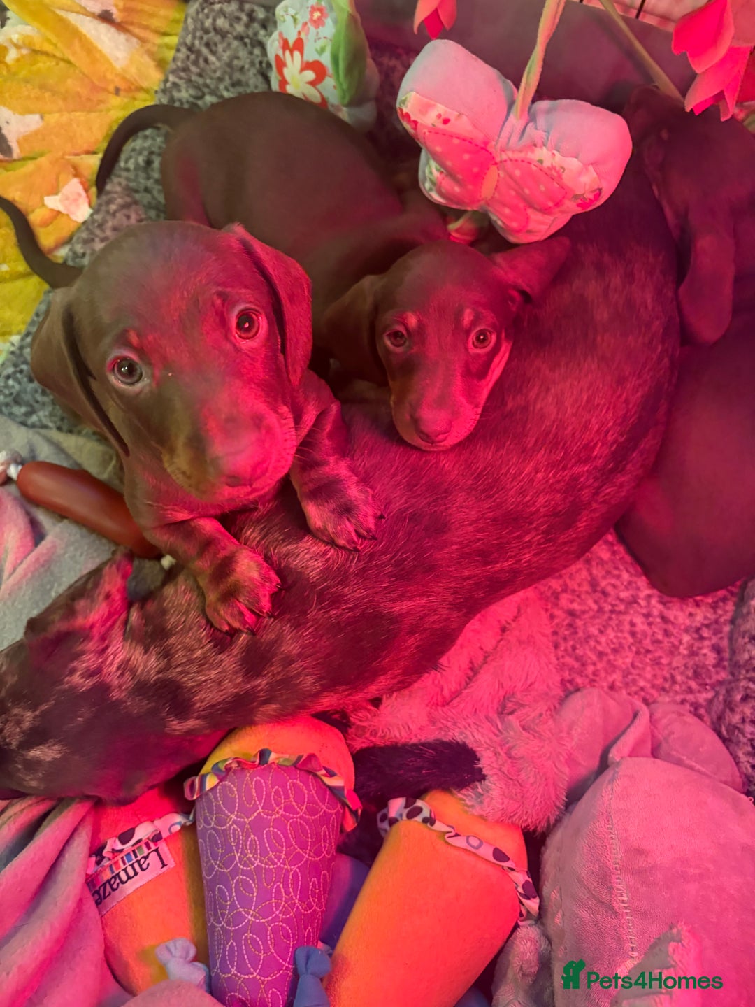 Miniature Dachshund dogs for sale: PLEASE READ!! Final lively little boy remaining ❤️ - Advert 10