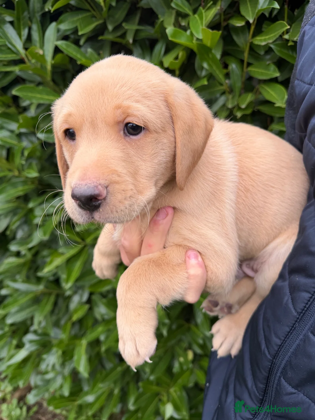 Labrador Retriever dogs for sale: Working pedigree Labrador retreiver in Maidstone - Advert 2