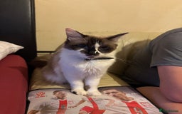 Ragdoll cats for sale: Ragdoll kittens 10 weeks old ready to go - Image 1