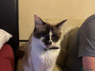 Ragdoll cats for sale - Advert 1