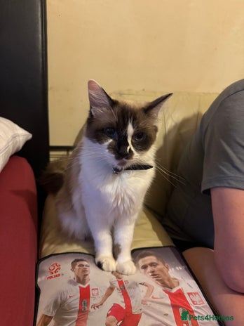 Ragdoll cats - Advert 14