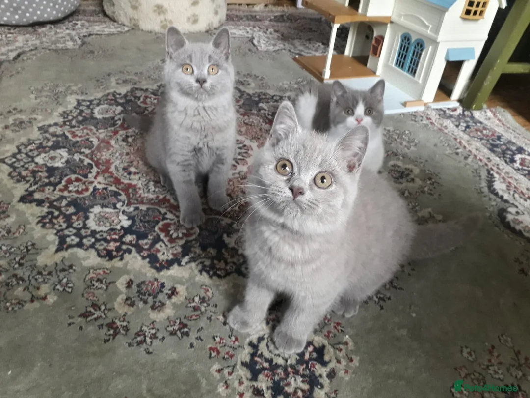 British Shorthair cats for sale:  Lilac & chocolate British Shorthair kittens  - Advert 14
