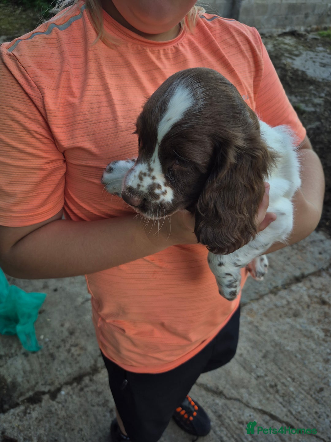Mixed Breed dogs for sale: Springer spaniel puppies  - Image 5