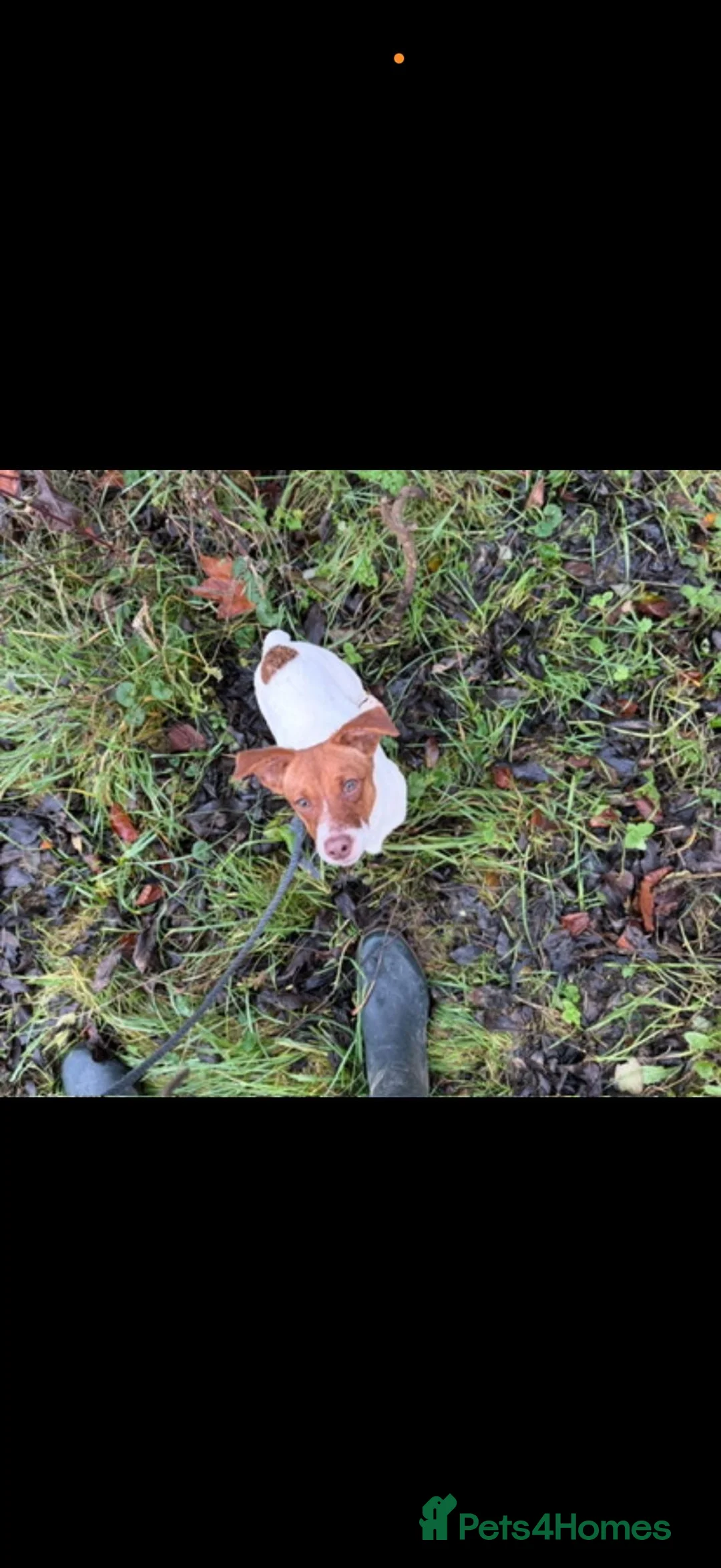 Jack Russell dogs for sale: Jack Russell Puppies in Slough - Advert 5