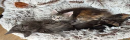 Maine Coon cats for sale: Maine coon kittens Ready Now - Advert 17