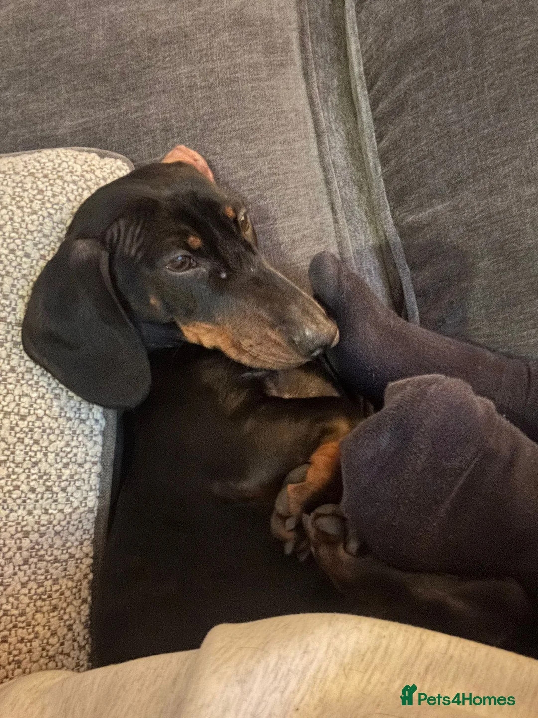 Dachshund dogs for sale: Sully 2 year old sausage  - Advert 2