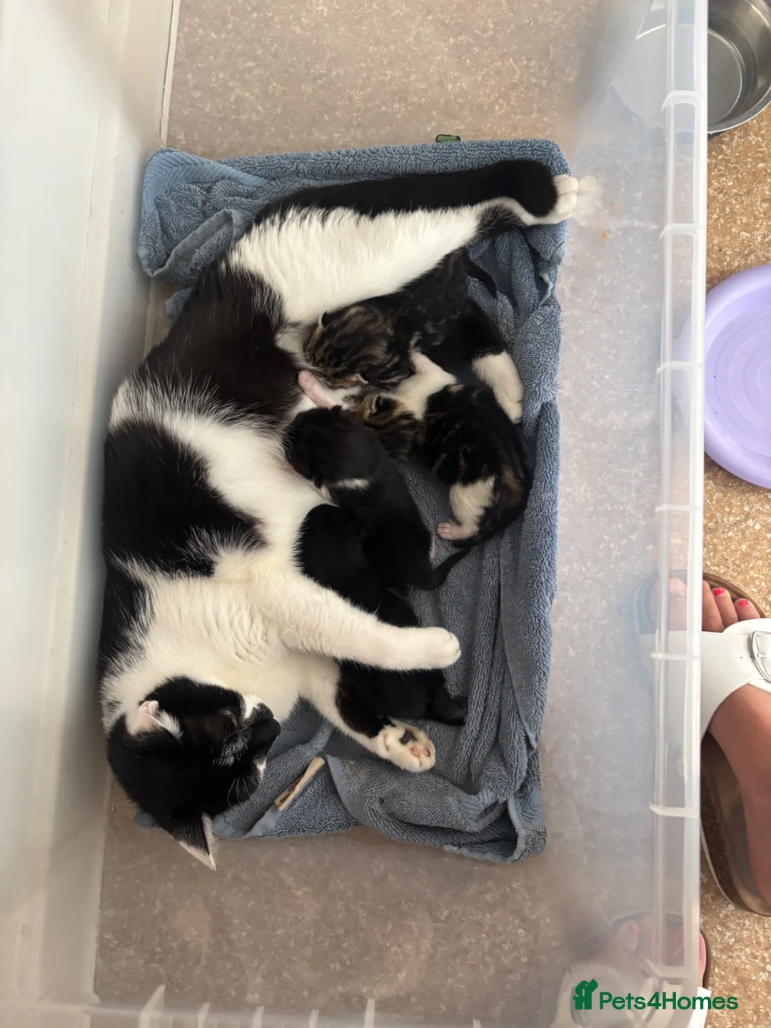 British Shorthair cats for sale: 3girls and one boy kittens  - Advert 1