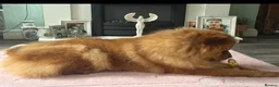 Chow Chow dogs for sale: Chow chow female  - Advert 4