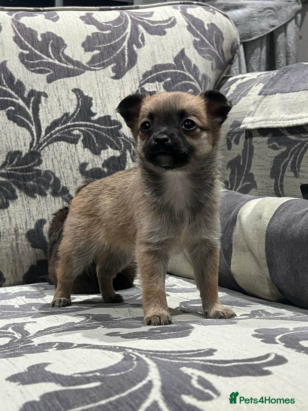 Jack Chi dogs for sale: Adorable Chihuahua x jack Russell  - Advert 6