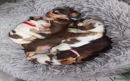 Cocker Spaniel dogs for sale: KC Show Cocker Spaniel Pups DNA health Simbawood  - Image 12