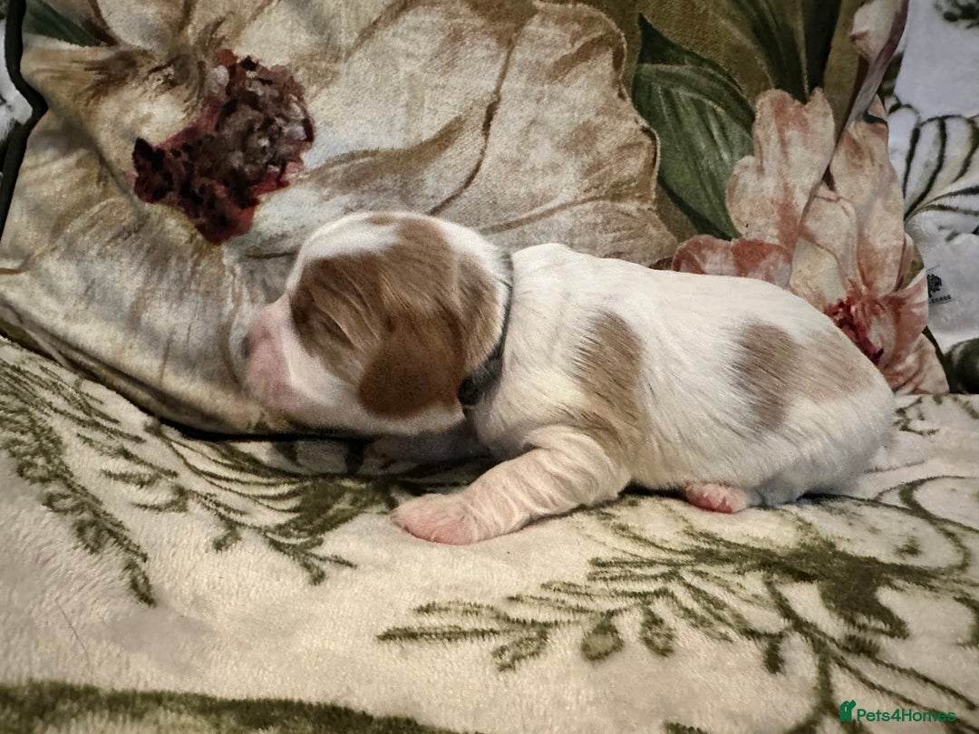 Mixed Breed dogs for sale: Cockalier puppies  - Advert 22