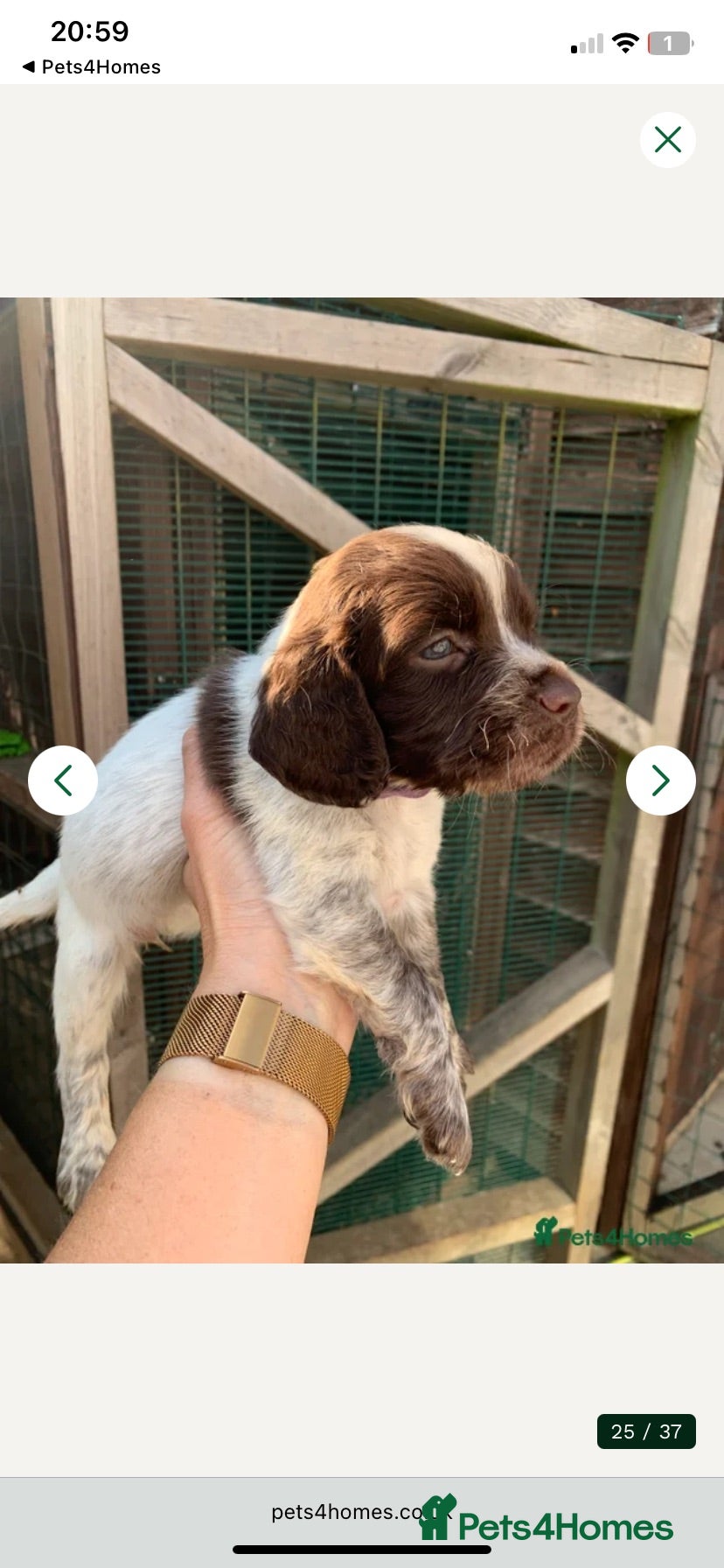 Sprocker dogs F1B litter of 8 cocker spaniels. - Advert 2