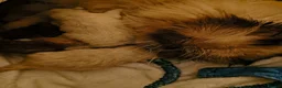 Ragdoll cats for sale: Perdolls  - Advert 40