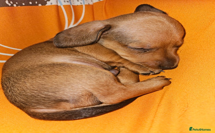 Miniature Dachshund dogs - Advert 4