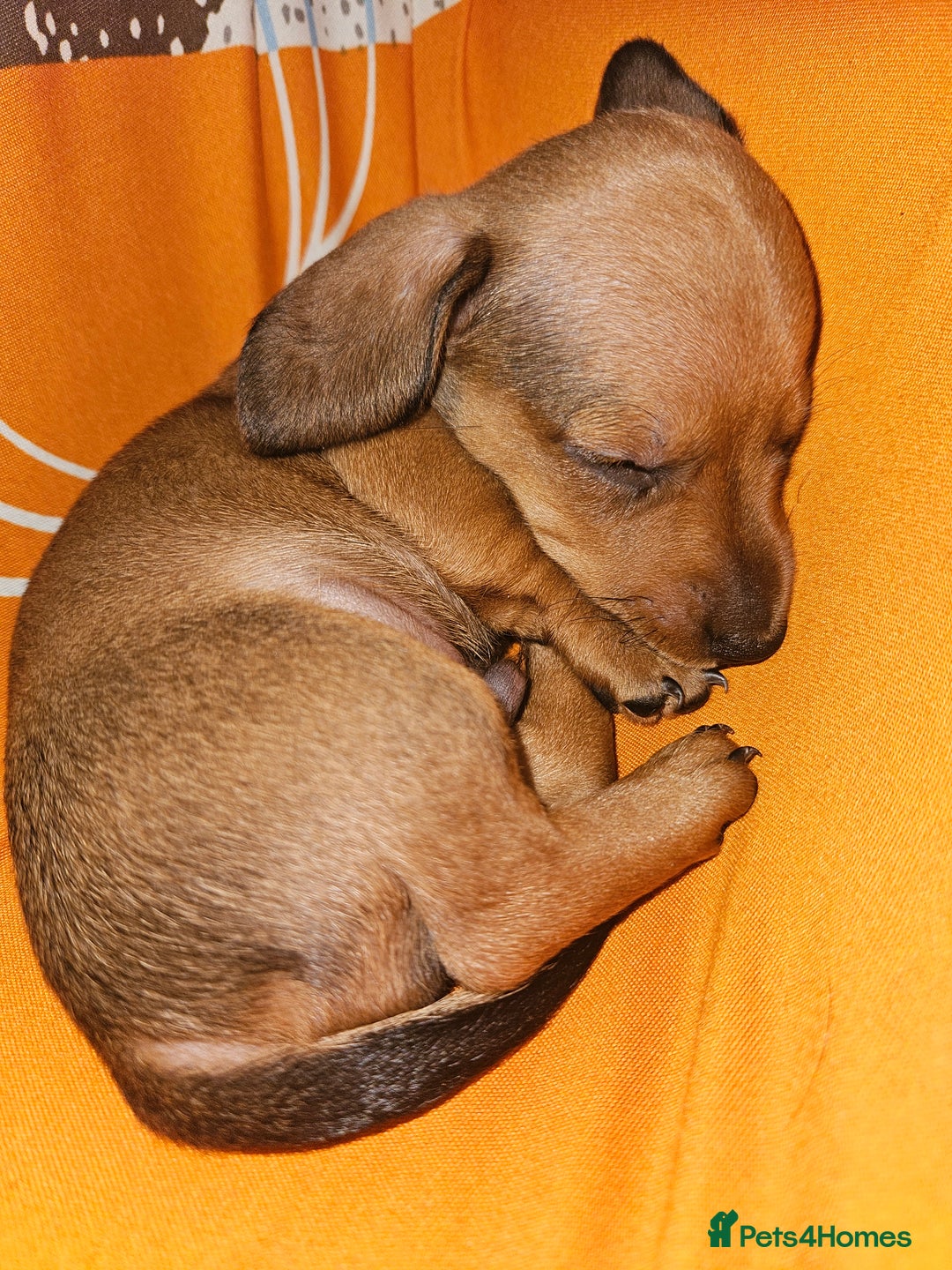 Miniature Dachshund dogs for sale: Miniature dachshund puppies  - Image 1