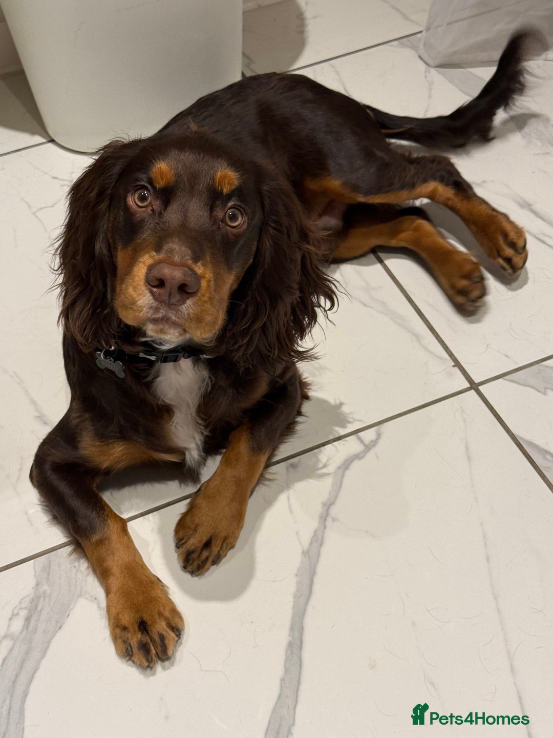 Cocker Spaniel dogs for sale: Beautiful Male Working Cocker Spaniel - Advert 1