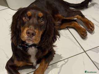 Cocker Spaniel dogs Beautiful Male Working Cocker Spaniel - Advert 3