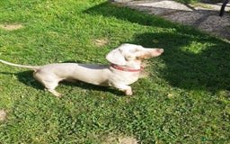 Miniature Dachshund dogs for stud: Champion Prince Buddy in Liverpool - Image 2