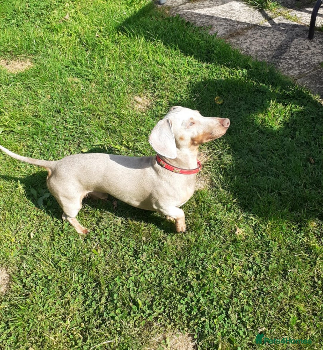 Miniature Dachshund dogs for stud: Champion Prince Buddy in Liverpool - Image 2