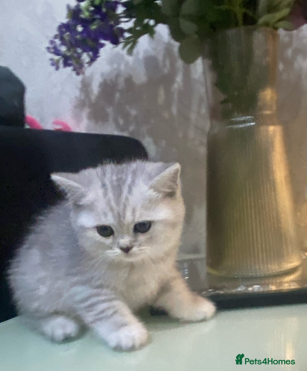 British Shorthair cats for sale: Pure breed British shorthair kittens - Image 7