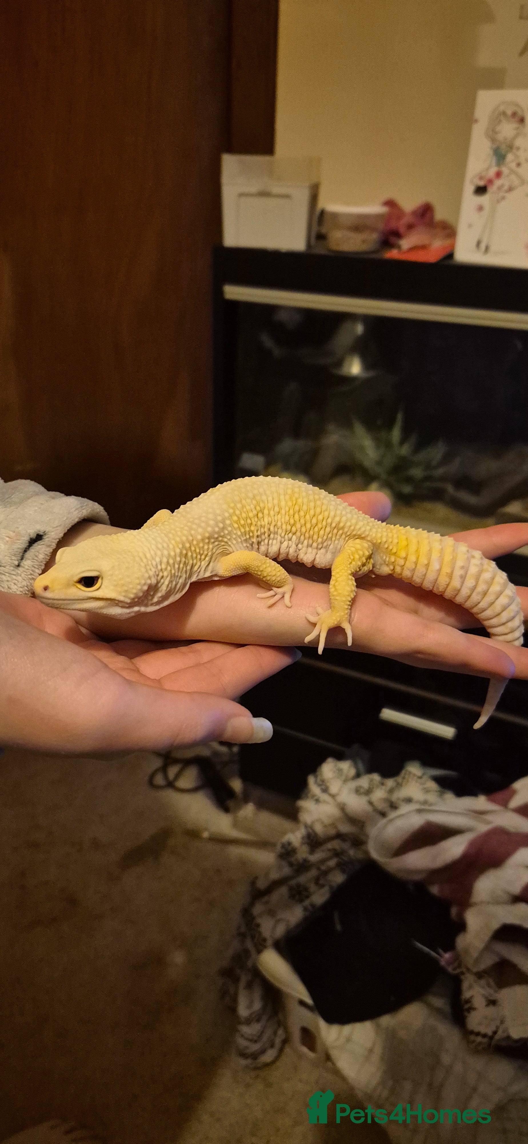 Leopard Gecko reptiles Albino Leopard Gecko in Blairgowrie - Advert 1
