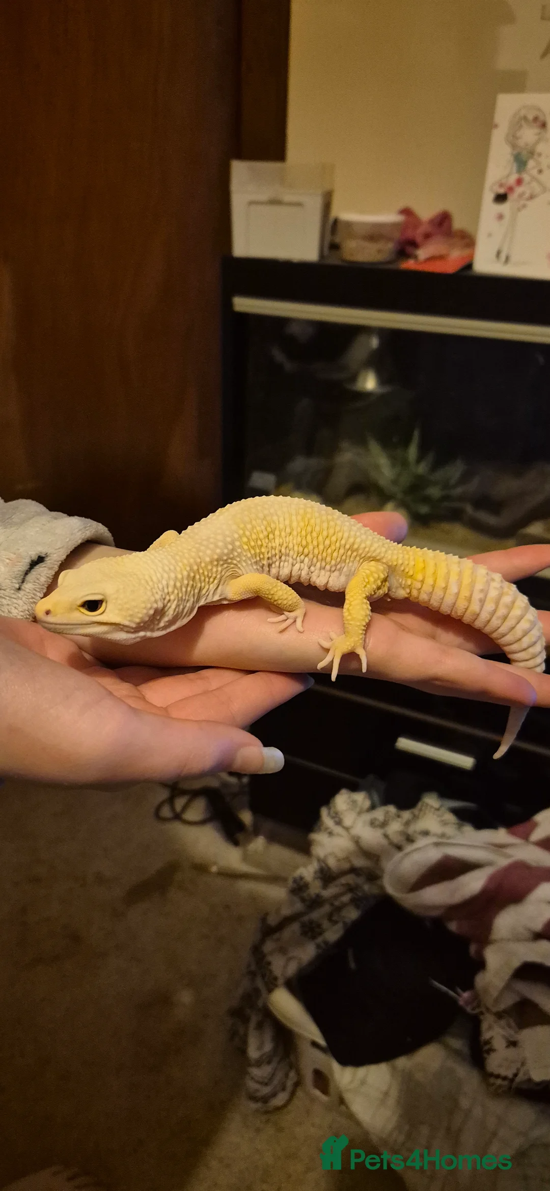 Leopard Gecko reptiles for sale: Albino Leopard Gecko in Blairgowrie - Advert 1