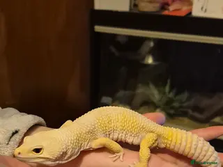 Leopard Gecko reptiles Albino Leopard Gecko in Blairgowrie - Advert 1