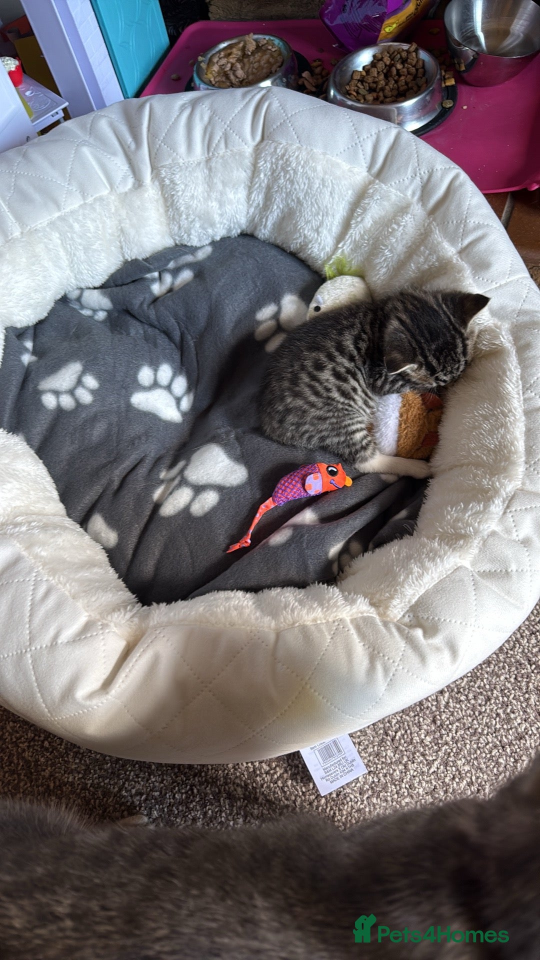 British Shorthair cats for sale: Kittens for sale 2 months old  - Image 2