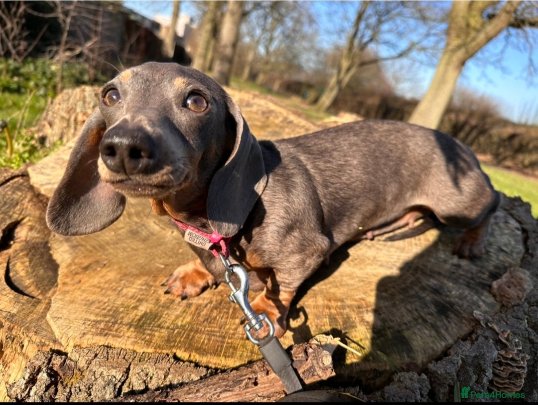 Miniature Dachshund dogs for sale: KC- Small Smooth Min Dachshund £1800  - Advert 7
