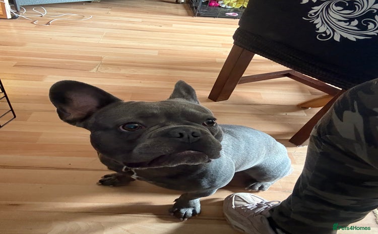 French Bulldog dogs - Advert 2