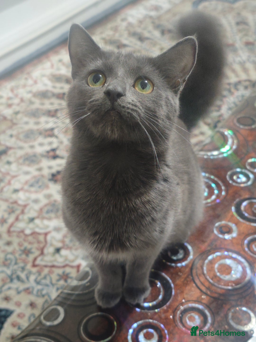 Nebelung cats for sale: Kittens  - Image 21