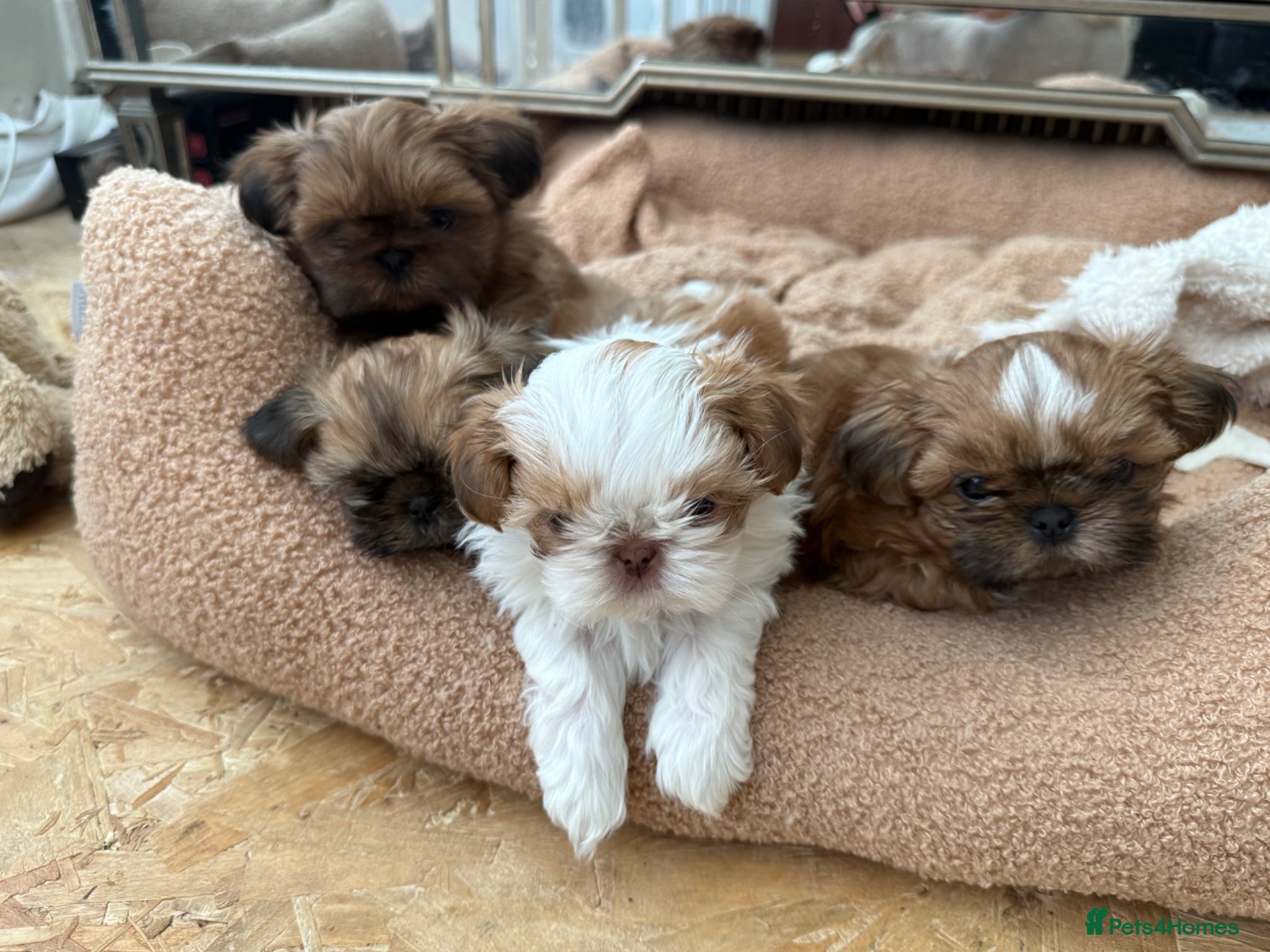 Shih Tzu dogs Tiny imperial shih tzu - Advert 1