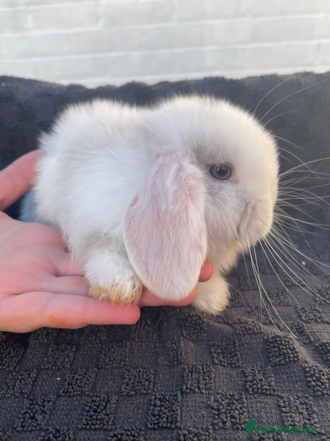 Mini Lop rabbits for sale: Adorable Mini lop baby bunnies 🐰 - Advert 9