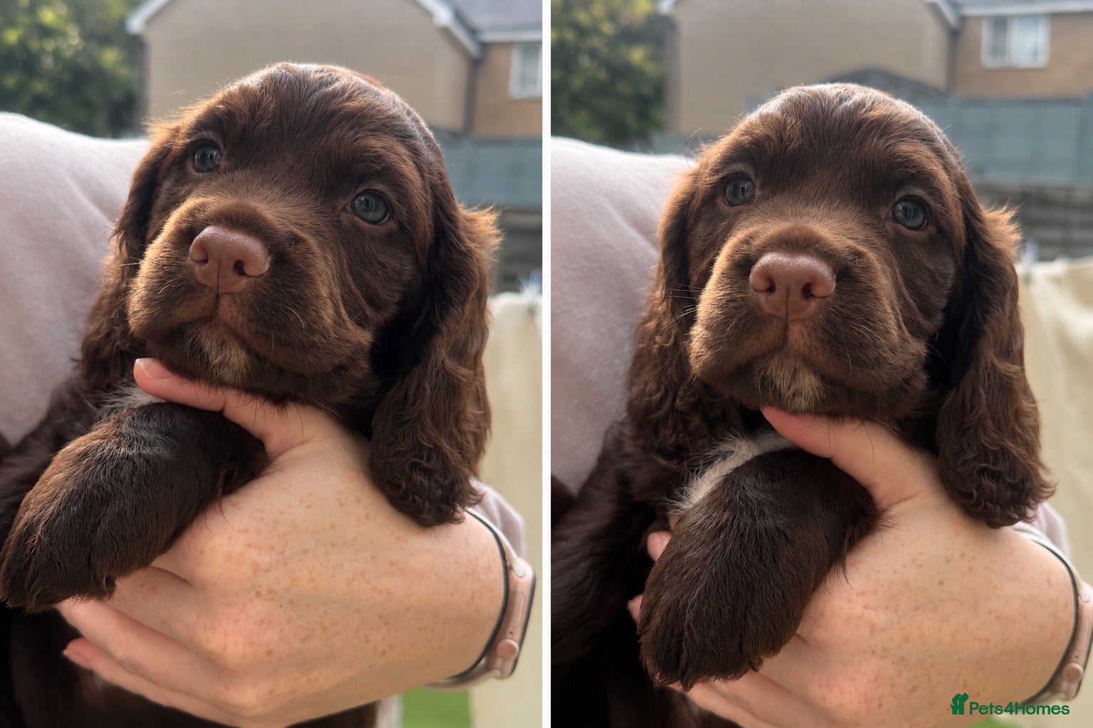Cocker Spaniel dogs 1 boy left 💙🐶💙🐶 - Advert 1