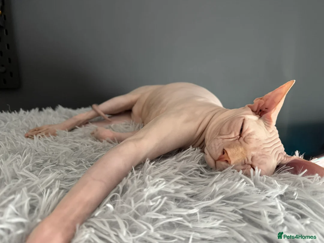 Sphynx cats for stud: STUD SERVICE - MILO, SPHYNX in London - Advert 6