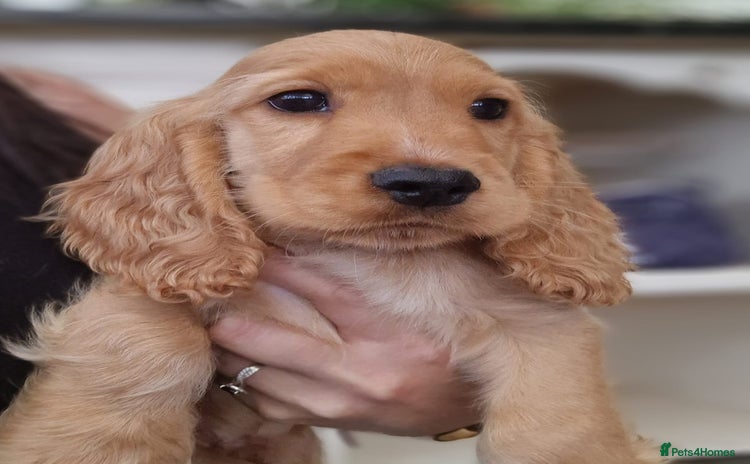 Cocker Spaniel dogs - Advert 8