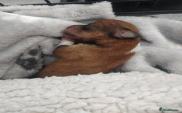 Mixed Breed dogs for sale: Beautiful YorkieRussell pups for sale! Small size  - Image 23