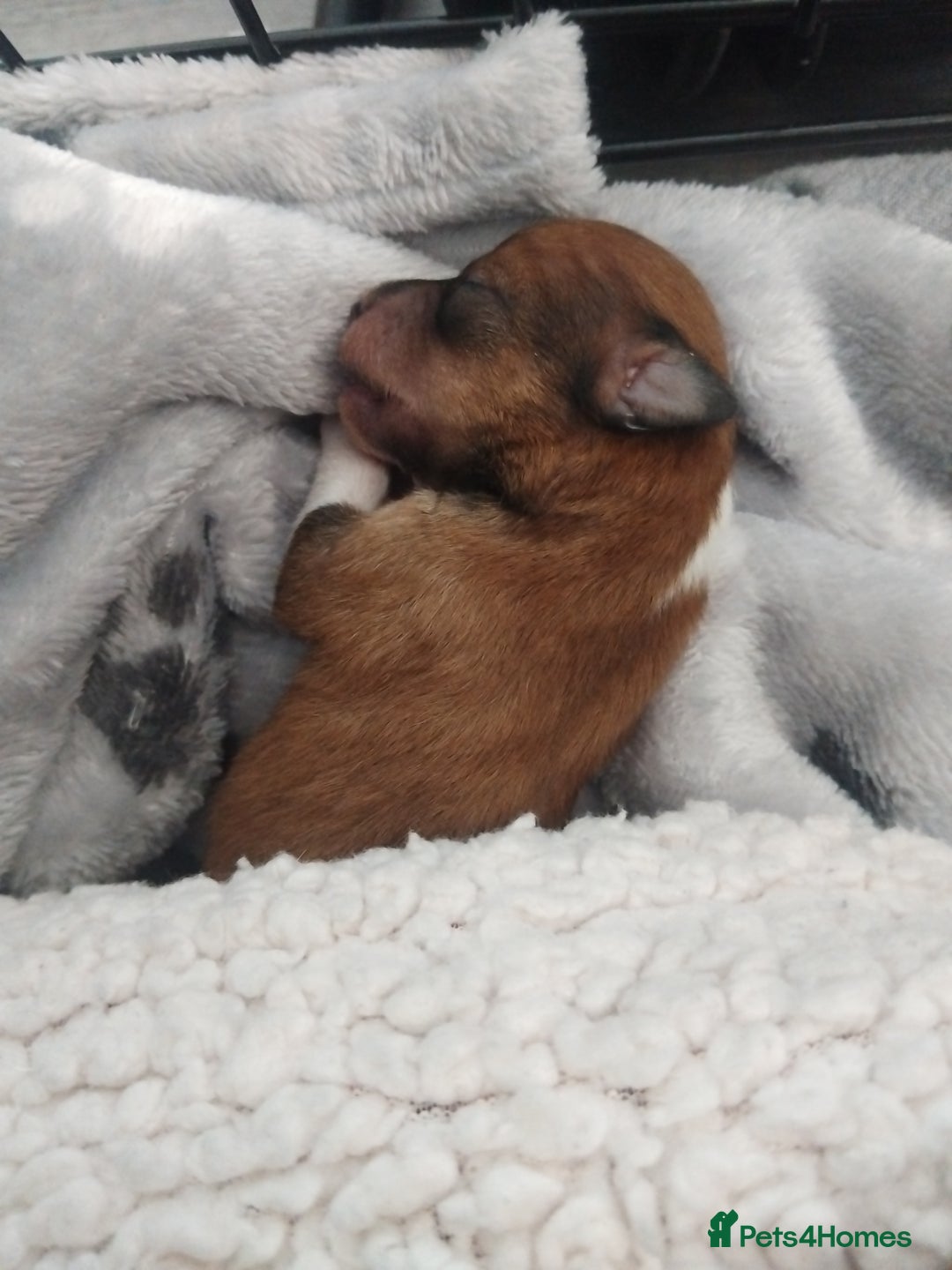 Mixed Breed dogs for sale: Beautiful YorkieRussell pups for sale! Small size  - Image 23